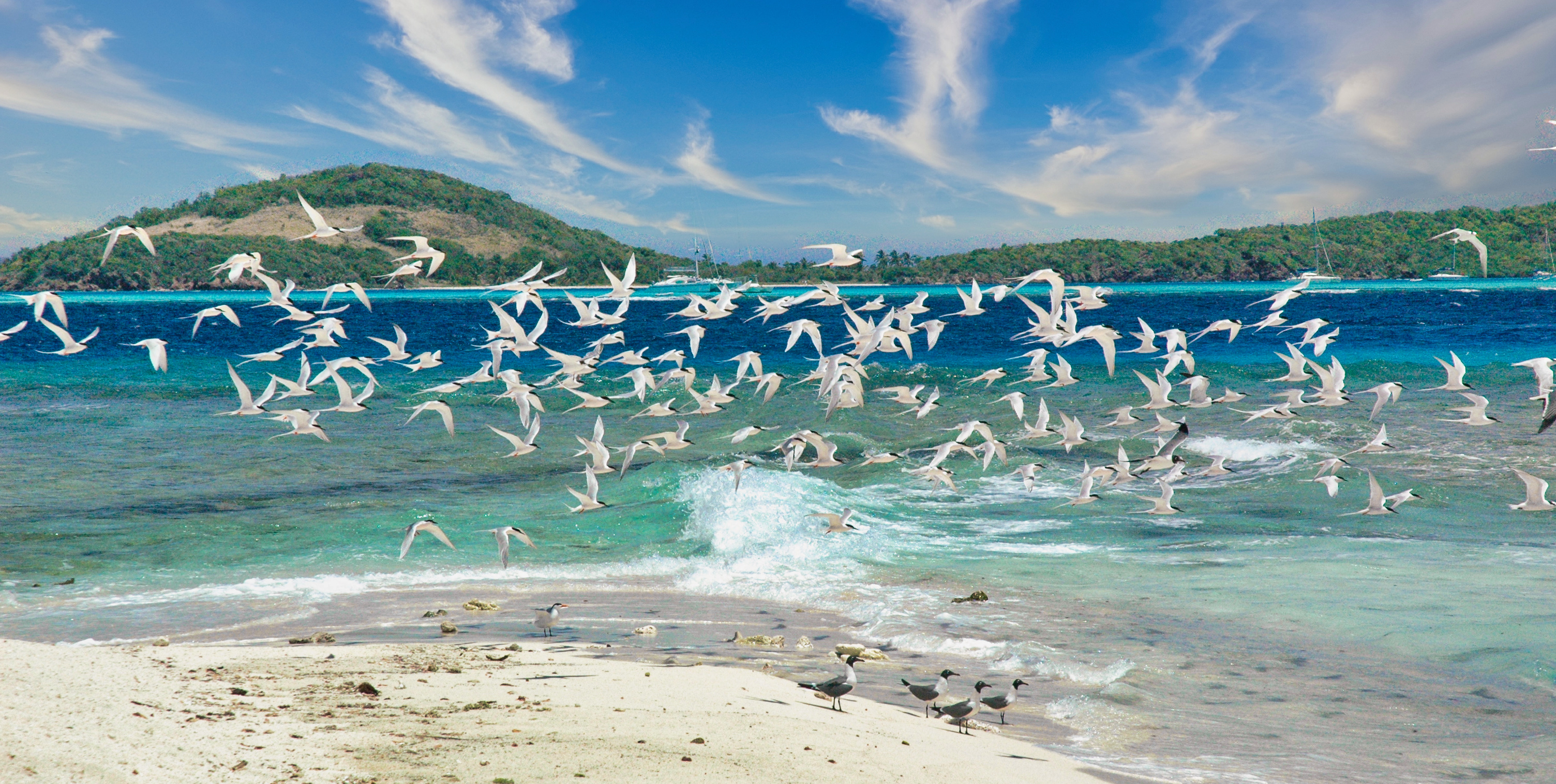 catamarans cruise grenadines dauphins nemovoile